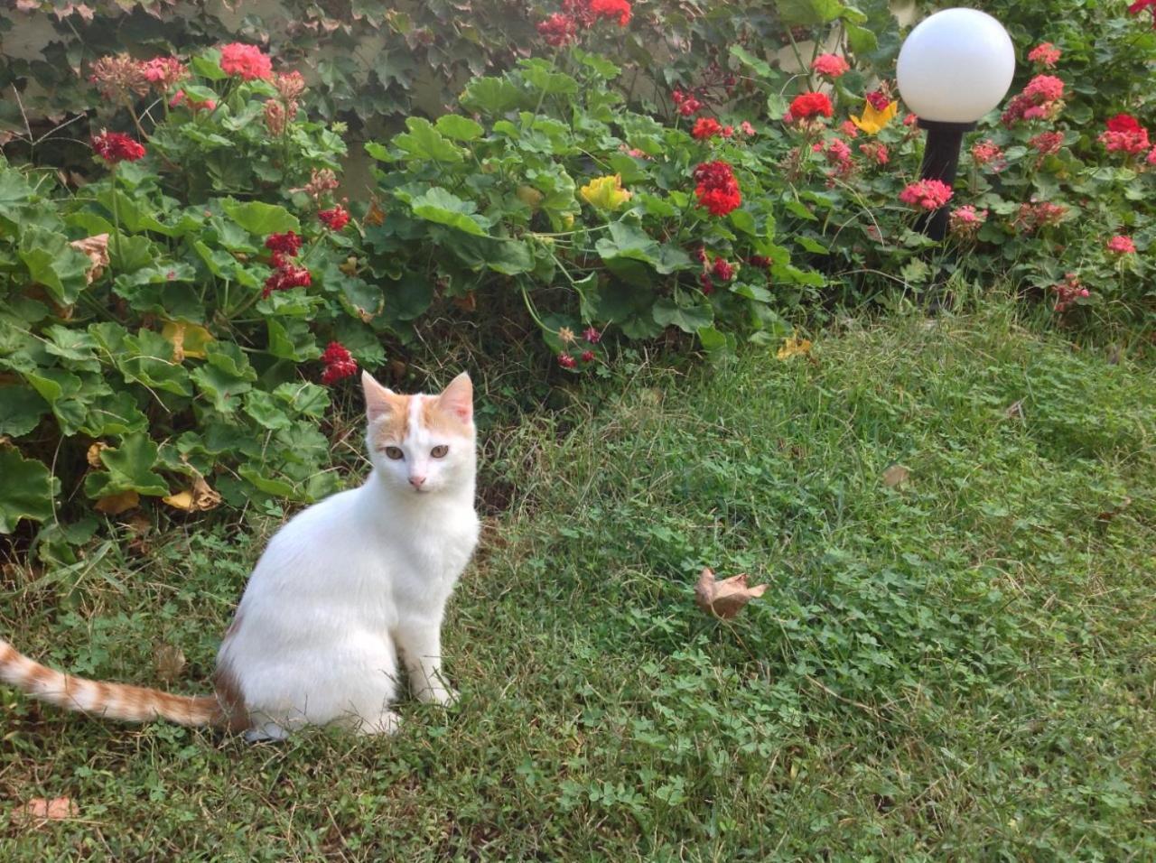 阿斯泰里亚斯公寓 卡莱维斯 外观 照片